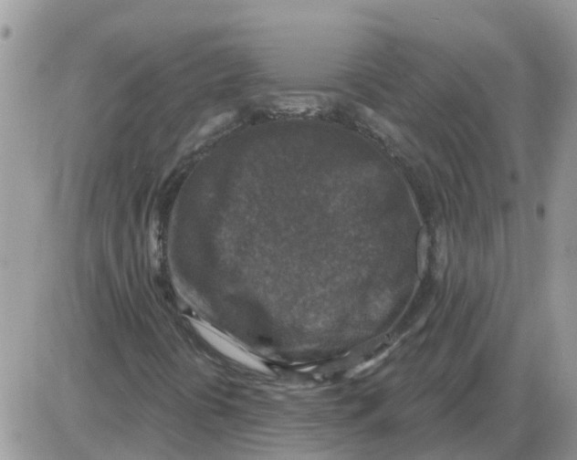 X0000086051394200704202024