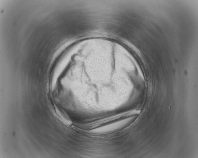 X0000086051415200704202024