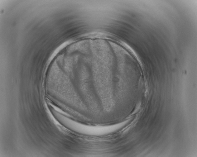 X0000086051434200704202025