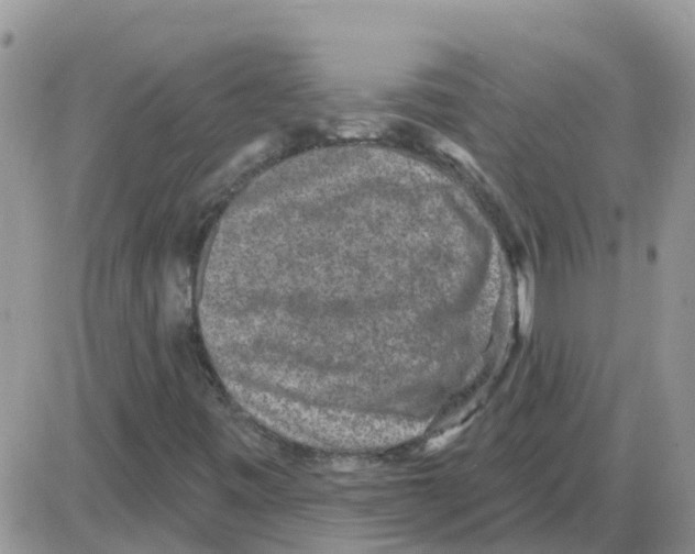 X0000086051443200704202024