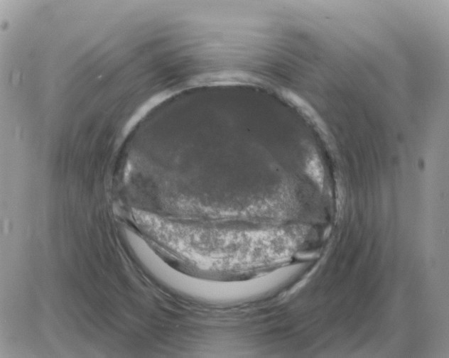 X0000086051457200704202024