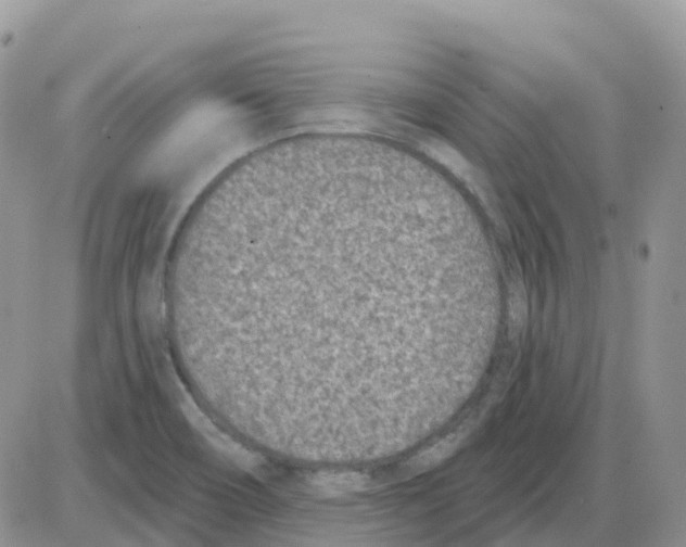 X0000086051466200704202024