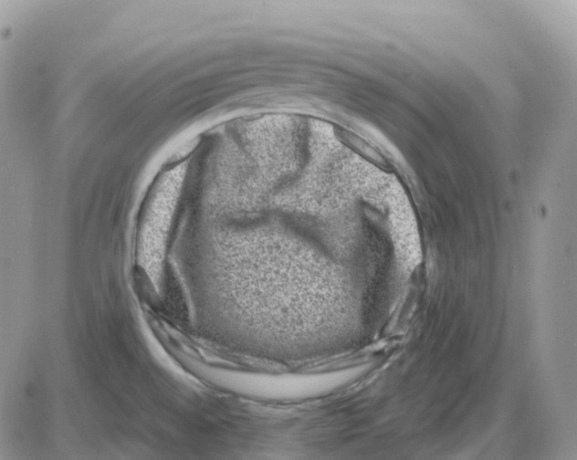 X0000086051528200704202023