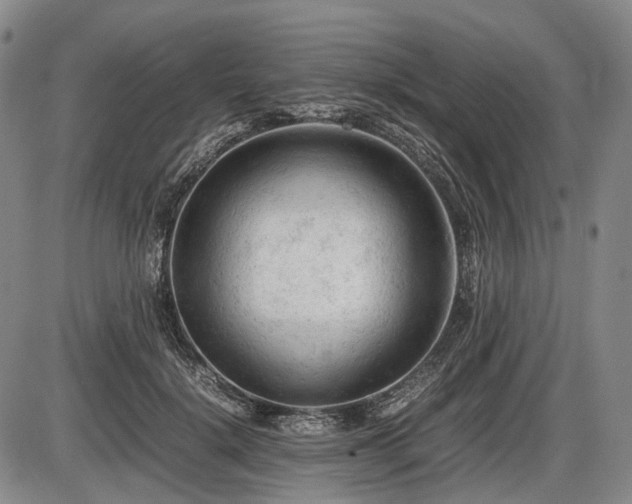 X0000086060652200703301042