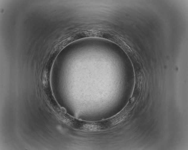 X0000086060699200703301041