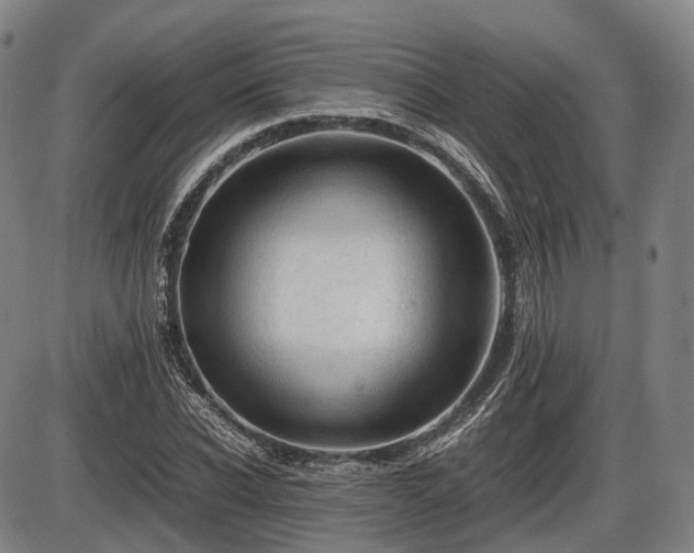 X0000086060926200703301037