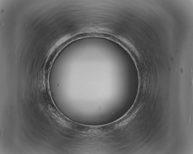 X0000086060974200703301036