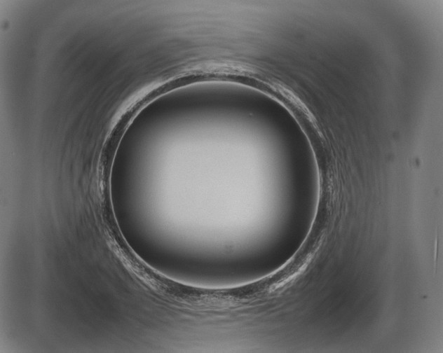 X0000086060981200703301036