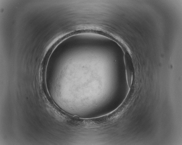 X0000086060983200703301036