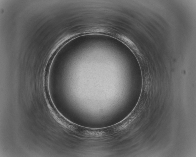 X0000086061039200703301036