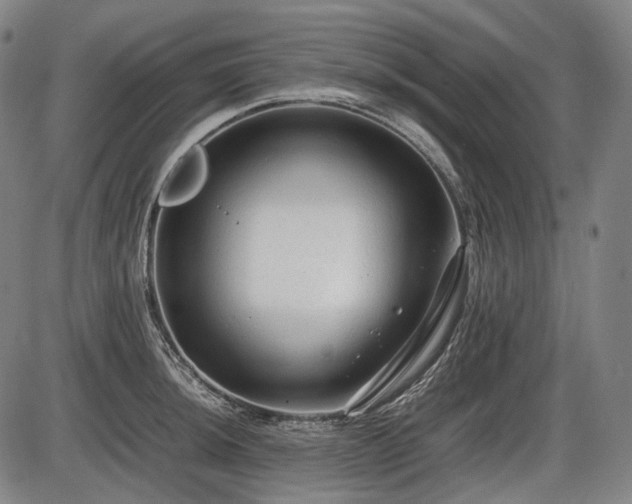 X0000086061044200703301036