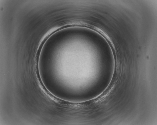 X0000086061045200703301036