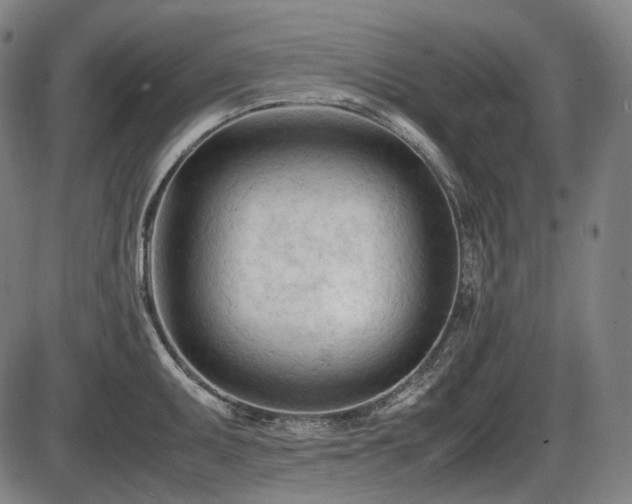 X0000086061095200703301034