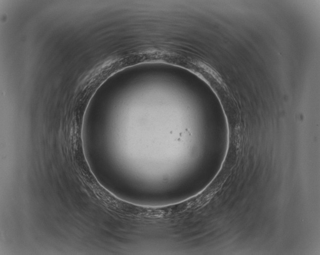 X0000086061111200703301034