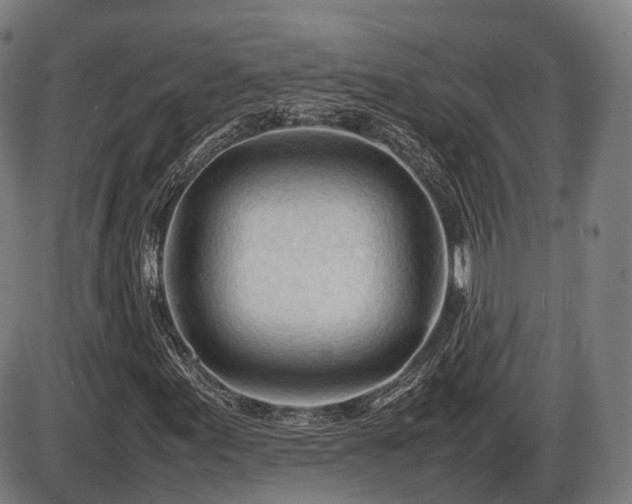 X0000086061155200703301033