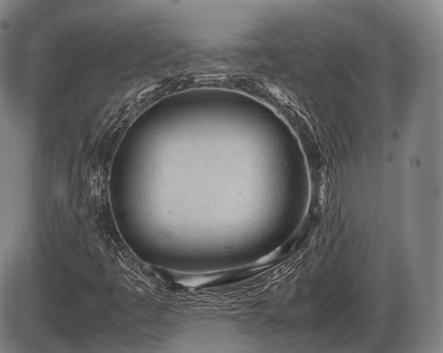 X0000086061445200703301029