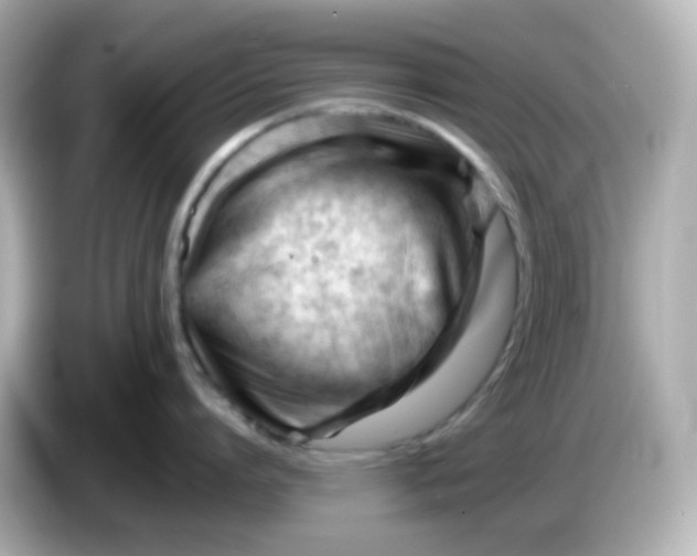 X0000086060864200704091227