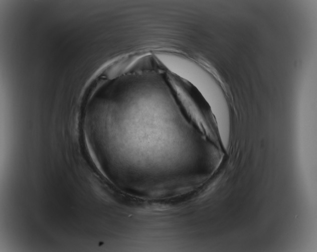 X0000086060387200704132023