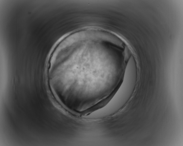 X0000086060864200704132016