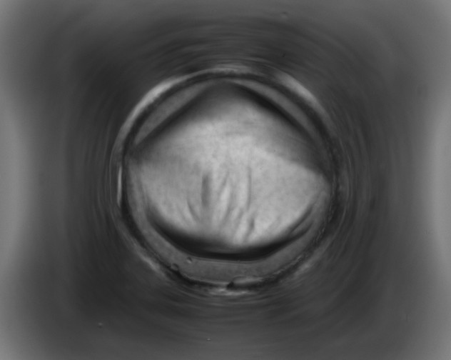 X0000086061323200704132009