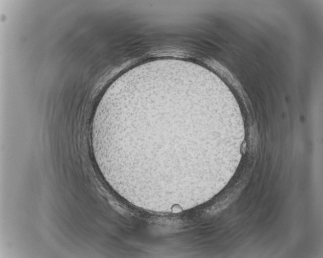 X0000086060529200704202103