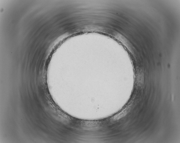 X0000086060832200704202059