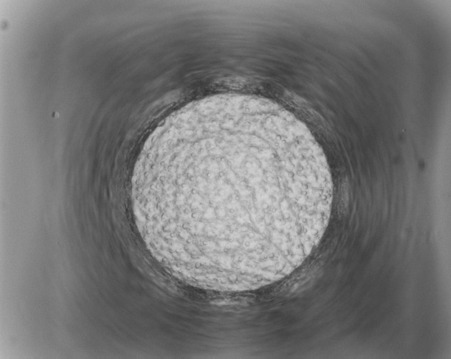 X0000086061105200704202054