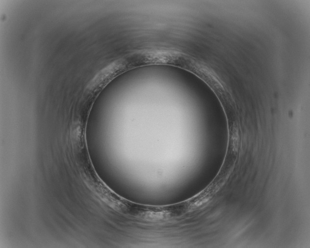 X0000086070314200703301113