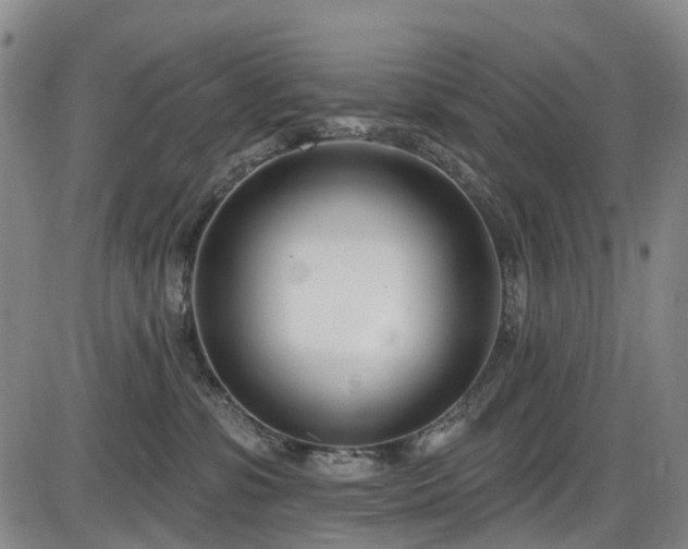 X0000086070331200703301113
