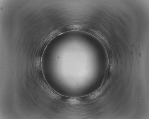 X0000086070425200703301111