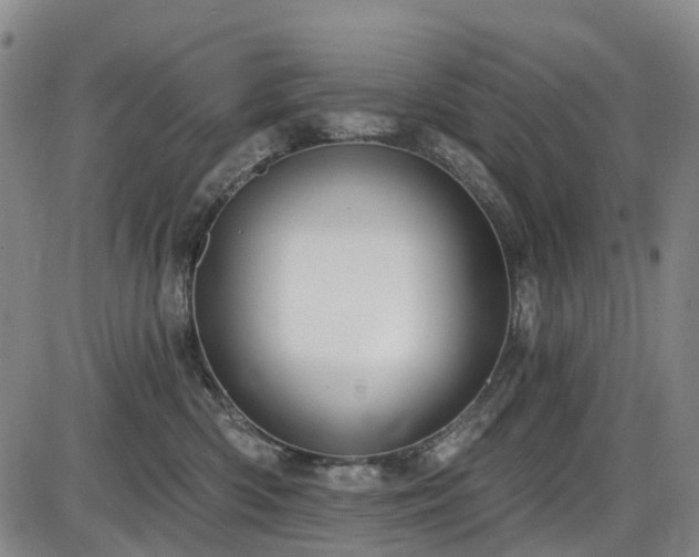 X0000086070426200703301111