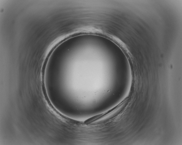X0000086071335200703301056