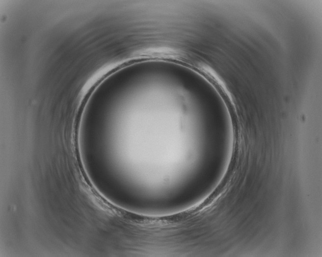 X0000086071336200703301056