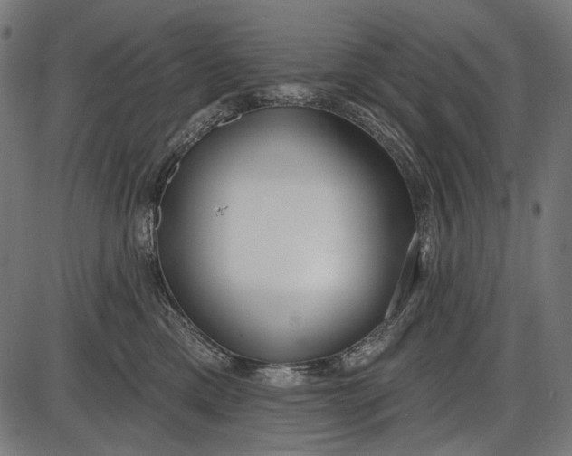 X0000086070425200704091240