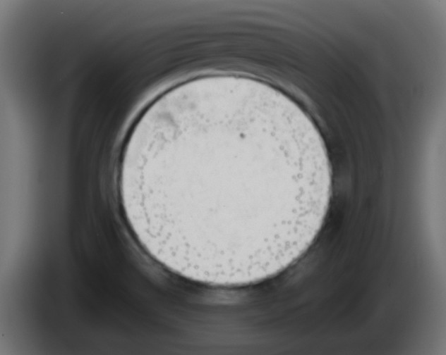 X0000086071514200704132029