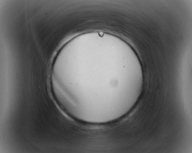 X0000086071525200704132029