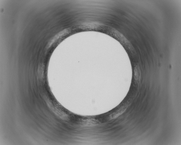 X0000086070396200704202131