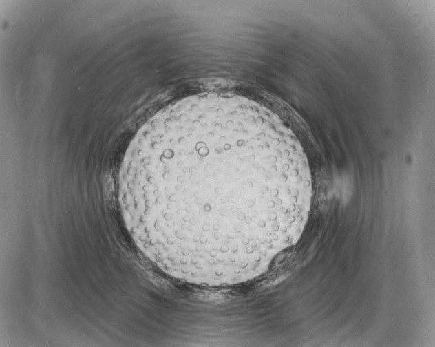 X0000086070523200704202129