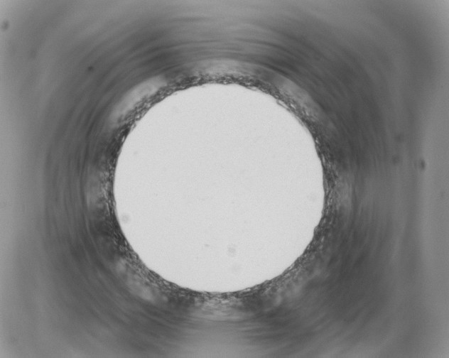 X0000086070824200704202124