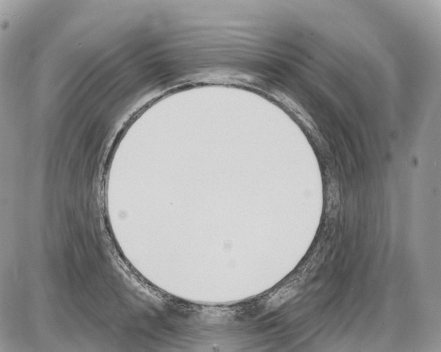 X0000086070848200704202124