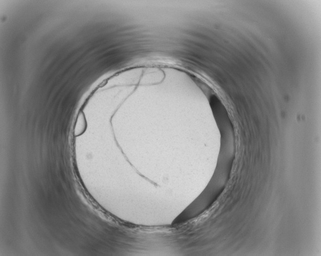 X0000086070864200704202125