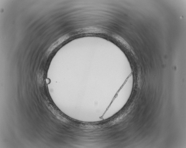 X0000086070873200704202124