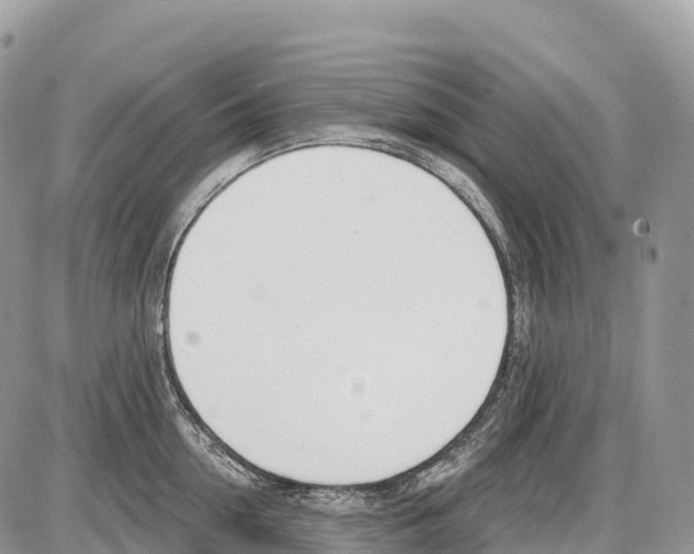 X0000086070954200704202123