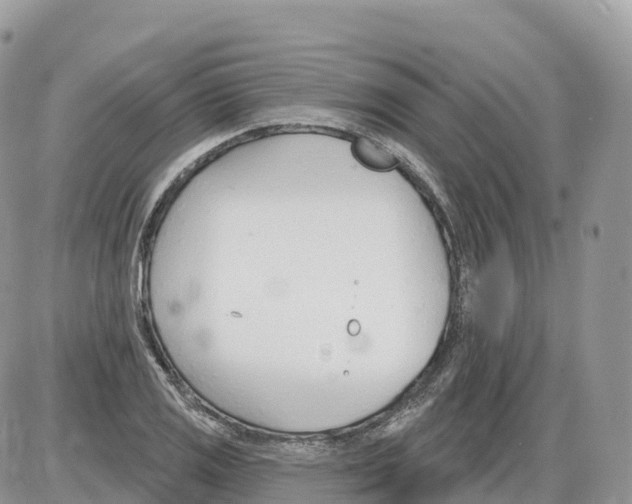 X0000086071125200704202119