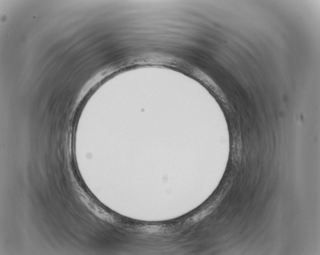 X0000086071130200704202119