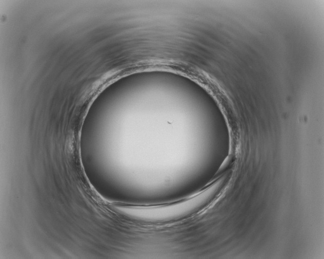 X0000086071161200704202119