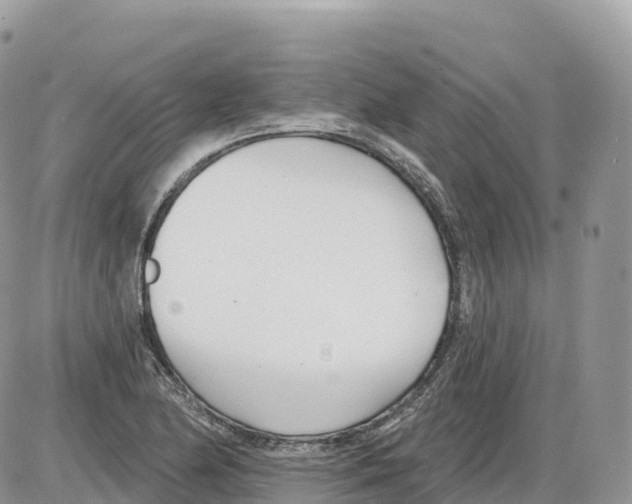 X0000086071174200704202119