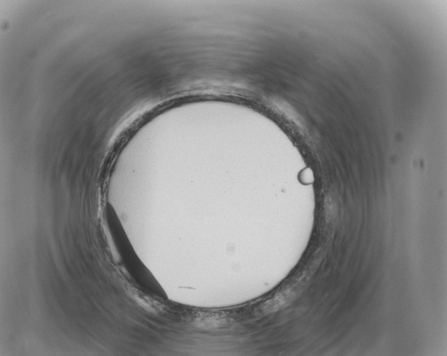 X0000086071267200704202117