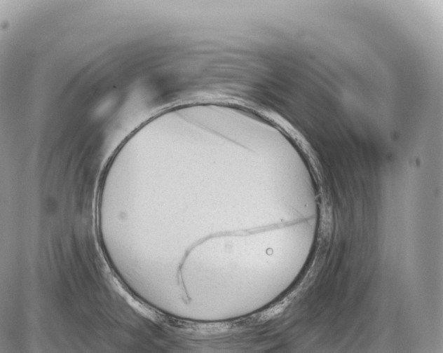 X0000086071294200704202117