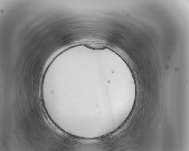 X0000086071296200704202117